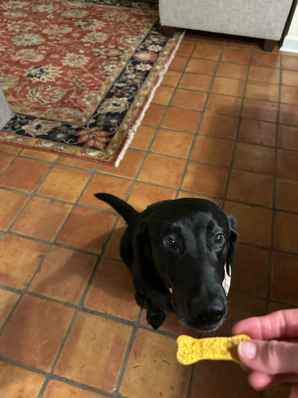 All Natural No Preservatives Dog Biscuits