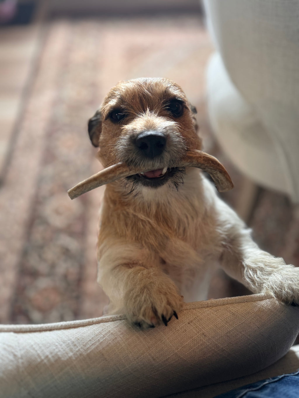 Natural Harvested Deer Antler Dog Chews