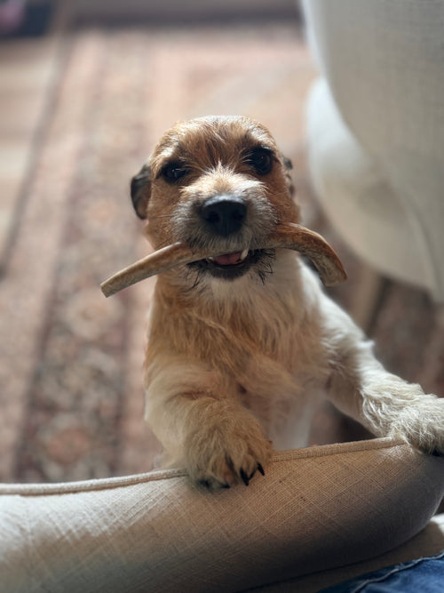 Natural Harvested Deer Antler Dog Chews